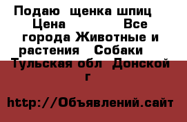 Подаю. щенка шпиц  › Цена ­ 27 000 - Все города Животные и растения » Собаки   . Тульская обл.,Донской г.